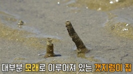 서해 갯벌 뒤덮은 ‘갯지렁이 집’ 만들어지는 과정★ | ZUM TV