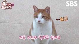 [예고] 필라테스 센터 터줏대감 유자 앞에 나타난 살구😼 입사 후 근무 태만인 신입 고양이의 운명은?! | TV 동물농장 | SBS | ZUM TV