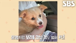 미용실 인턴견 보리와의 특별한 인연★ | ZUM TV