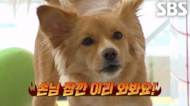 손님 위에 있는 미용실 인턴견 ‘보리’ | ZUM TV