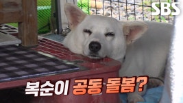 11명의 공동 돌봄 받는 복순이의 특별한 바깥 생활★ | ZUM TV