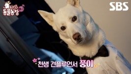 [예고] 남녀노소에게 사랑받는 월클(?) 강아지📸 천생 견플루언서 풍이의 특별한 일상🩷 | TV 동물농장 | SBS | ZUM TV