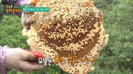 신비의 명약으로 불리는 황금 석청! | ZUM TV