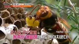 동족의 애벌레까지 먹는 장수말벌! | ZUM TV