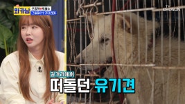 다복이네 7마리 꼬물이와 긴장되는 임시보호 첫날🐶 TV CHOSUN 210720 방송 | ZUM TV