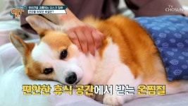 디스크 질환에서 반려견을 지키는 꿀팁! TV CHOSUN 20220220 방송 | ZUM TV