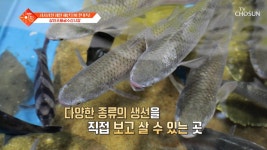 60년의 역사를 자랑하는😲 제철 생선이 가득한 삼천포 용궁 수산시장🐟 TV CHOSUN 240528 방송 | ZUM TV