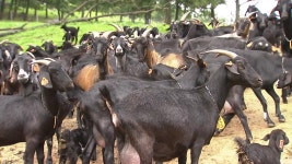 ZUM 뉴스 성매매 시켜 돈 뺏은 `디스코 팡팡` DJ들