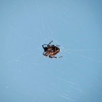 이미지포털 아이클릭아트 무제한 이미지소스 X 아이클릭아트