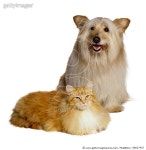 AA027457 | 게티이미지코리아 | Cat and Dog Royalty-Free 이미지