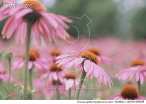 a0018-000048 | 게티이미지코리아 | Pink Flowers Royalty-Free 이미지