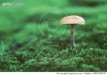 a0018-000124 | 게티이미지코리아 | Mushroom on Moss Royalty-Free 이미지