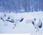 a0052-000641 | 게티이미지코리아 | Japanese Cranes Royalty-Free 이미지