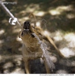 a0065-000285 | 게티이미지코리아 | Dog Pulling on Rope Royalty-Free 이미지