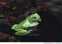 a0069-000460 | 게티이미지코리아 | Green Treefrog Royalty-Free 이미지