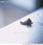 a0085-000039 | 게티이미지코리아 | Snail Royalty-Free 이미지