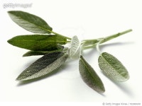 fdc900149 | 게티이미지코리아 | Fresh Sage Royalty-Free 이미지