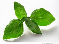 fdc900150 | 게티이미지코리아 | A Sprig of Basil Royalty-Free 이미지