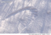 57650173 | 게티이미지코리아 | A Great Horned Owl wing print made as it attacked prey in the snow. Royalty-Free 이미지