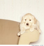 10175596 | 게티이미지코리아 | GOLDEN RETRIEVER PUPPY ON COUCH Royalty-Free 이미지