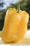 72801764 | 게티이미지코리아 | Yellow pepper on table in open air Royalty-Free 이미지