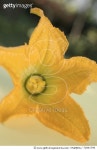 72801790 | 게티이미지코리아 | Courgette flower on table in the open air Royalty-Free 이미지