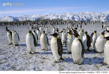 MDP_135069 | 게티이미지코리아 | Emperor Penguin (Aptenodytes forsteri) at small colony, Cape Crozier, Antarctica Rights-Managed... 