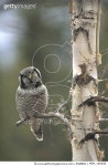 MDP_160008 | 게티이미지코리아 | Northern Hawk Owl (Surnia ulula) perching in tree in the spring, Alaska Rights-Managed 이미지