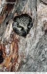 MDP_160010 | 게티이미지코리아 | Boreal Owl (Aegolius funereus) in tree cavity in the winter, Alaska Rights-Managed 이미지