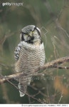 MDP_160011 | 게티이미지코리아 | Northern Hawk Owl (Surnia ulula) perching on branch, spring, Alaska Rights-Managed 이미지