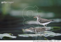 MDP_160013 | 게티이미지코리아 | Michael Quinton Rights-Managed 이미지