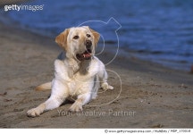 MDP_170018 | 게티이미지코리아 | Yellow Labrador Retriever (Canis familiaris) adult resting on beach Rights-Managed 이미지
