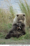 MDP_600035 | 게티이미지코리아 | Grizzly Bear (Ursus arctos horribilis) cub feeding, Katmai National Park, Alaska Rights-Managed... 