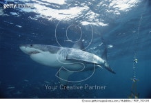 MDP_700104 | 게티이미지코리아 | Great White Shark (Carcharodon carcharias) swimming underwater, Neptune Islands, South... 