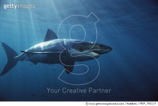 MDP_700114 | 게티이미지코리아 | Great White Shark (Carcharodon carcharias) swimming underwater, Neptune Islands, South... 