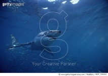 MDP_700202 | 게티이미지코리아 | Great White Shark (Carcharodon carcharias) swimming underwater, Neptune Islands, South... 