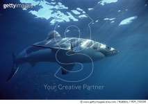 MDP_700208 | 게티이미지코리아 | Great White Shark (Carcharodon carcharias) swimming underwater, Neptune Islands, South... 