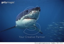 MDP_700212 | 게티이미지코리아 | Great White Shark (Carcharodon carcharias) swimming underwater, Neptune Islands, South... 