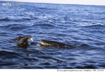 MDP_700329 | 게티이미지코리아 | Mike Parry Rights-Managed 이미지