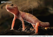 MDP_780016 | 게티이미지코리아 | Leopard Gecko (Eublepharis macularis) albino, native to Asia Rights-Managed 이미지
