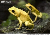 MDP_780024 | 게티이미지코리아 | Golden Poison Dart Frog (Phyllobates terribilis) pair, native to Columbia Rights-Managed 이미지