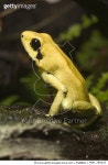 MDP_780025 | 게티이미지코리아 | Golden Poison Dart Frog (Phyllobates terribilis) portrait, native to Columbia Rights-Managed... 