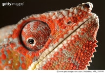 MDP_780038 | 게티이미지코리아 | Panther Chameleon (Chamaeleo pardalis) portrait, native to Madagascar Rights-Managed 이미지
