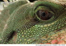 MDP_780039 | 게티이미지코리아 | Water Dragon (Physignathus cocincinus) face, native to southeast Asia Rights-Managed 이미지