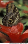 MDP_780105 | 게티이미지코리아 | Illioneus Giant Owl (Caligo illioneus) on flower, Venezuela Rights-Managed 이미지