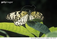 MDP_780107 | 게티이미지코리아 | Paper Kite (Idea leuconoe) butterfly, native to southeast Asia Rights-Managed 이미지