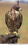 MDP_780122 | 게티이미지코리아 | Peregrine Falcon (Falco peregrinus) on falconers gloved hand, Barcelona, Spain Rights-Managed... 