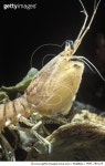 MDP_780129 | 게티이미지코리아 | Mantis Shrimp (Squilla mantis) native to the Mediterranean Sea Rights-Managed 이미지