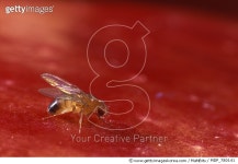 MDP_780141 | 게티이미지코리아 | Fruit Fly (Drosophila melanogaster) on ripe fruit, Spain Rights-Managed 이미지