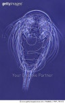 MDP_780155 | 게티이미지코리아 | Copepod nauplius larval stage of development at 120x magnification, Spain Rights-Managed 이미지